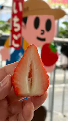 とよさんファームいちご園に投稿された画像(2026/3/7)