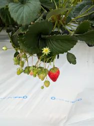 平塚土屋農場に投稿された画像(2026/3/8)