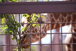 恩賜上野動物園に投稿された画像(2026/3/8)