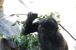 恩賜上野動物園に投稿された画像(2026/3/8)