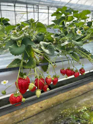 稲鍵ファームに投稿された画像(2026/3/9)