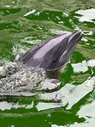 鳥羽湾めぐりとイルカ島に投稿された画像(2026/3/10)