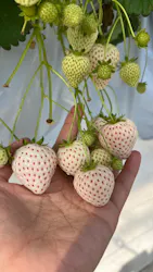 ふぁーむらぼに投稿された画像(2026/3/10)