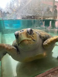 伊豆・三津シーパラダイスに投稿された画像(2026/3/13)