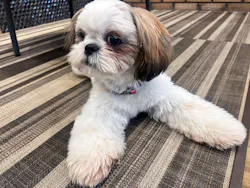 いぬカフェRio イオンモール常滑店に投稿された画像(2026/3/13)