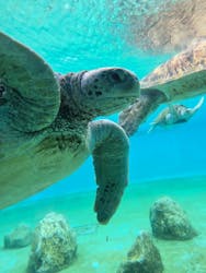 沖縄美ら海水族館に投稿された画像(2026/3/14)