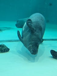 沖縄美ら海水族館に投稿された画像(2026/3/14)