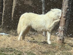 那須どうぶつ王国に投稿された画像(2026/3/14)