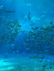 沖縄美ら海水族館に投稿された画像(2026/3/14)