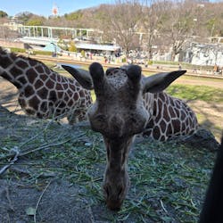 名古屋市東山動植物園に投稿された画像(2026/3/15)