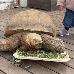 滋賀農業公園ブルーメの丘に投稿された画像(2026/3/15)