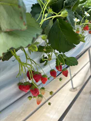 @FARMに投稿された画像(2026/3/15)