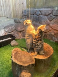 那須どうぶつ王国に投稿された画像(2026/3/15)