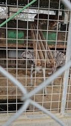 しろとり動物園に投稿された画像(2026/3/15)