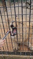 しろとり動物園に投稿された画像(2026/3/15)