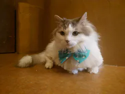 Cat Cafe てまりのおうちに投稿された画像(2026/3/15)