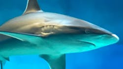 沖縄美ら海水族館に投稿された画像(2026/3/16)