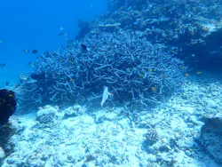 ONLYONE divingに投稿された画像(2026/3/16)