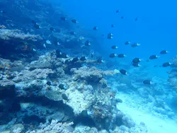 ONLYONE divingに投稿された画像(2026/3/16)