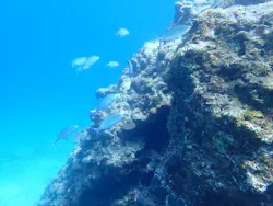 ONLYONE divingに投稿された画像(2026/3/16)