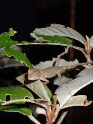 石垣島 ウミガメシュノーケル マリンショップHAPPYに投稿された画像(2026/3/18)