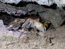 石垣島 ウミガメシュノーケル マリンショップHAPPYに投稿された画像(2026/3/18)
