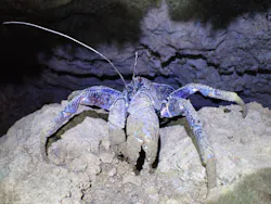 石垣島 ウミガメシュノーケル マリンショップHAPPYに投稿された画像(2026/3/18)