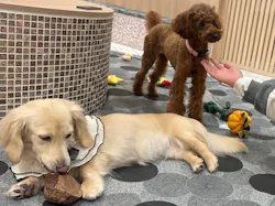 いぬカフェRio ゆめタウン久留米店に投稿された画像(2026/3/19)