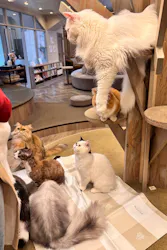 猫カフェモカ 渋谷公園通り店に投稿された画像(2026/3/20)