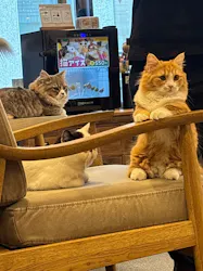 猫カフェモカ 渋谷公園通り店に投稿された画像(2026/3/20)