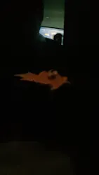 サンシャイン水族館に投稿された画像(2026/3/20)