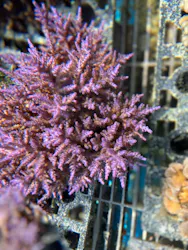 沖縄美ら海水族館(館内体験)に投稿された画像(2026/3/20)