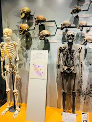 福井県立恐竜博物館に投稿された画像(2026/3/20)