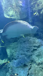 大分マリーンパレス水族館 「うみたまご」に投稿された画像(2026/3/21)