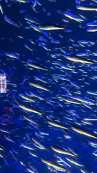 大分マリーンパレス水族館 「うみたまご」に投稿された画像(2026/3/21)