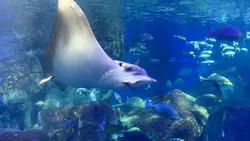 大分マリーンパレス水族館 「うみたまご」に投稿された画像(2026/3/21)