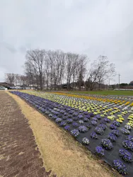 森ファームに投稿された画像(2026/3/21)