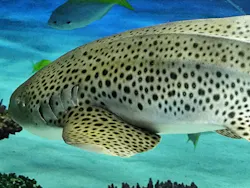 サンシャイン水族館に投稿された画像(2026/3/21)