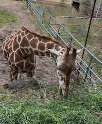 名古屋市東山動植物園に投稿された画像(2026/3/21)