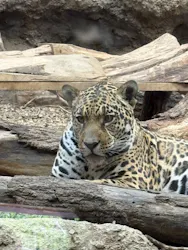 名古屋市東山動植物園に投稿された画像(2026/3/21)