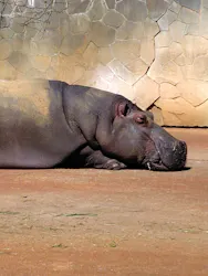 名古屋市東山動植物園に投稿された画像(2026/3/21)