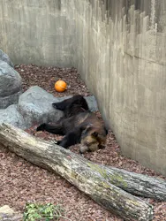 恩賜上野動物園に投稿された画像(2026/3/21)