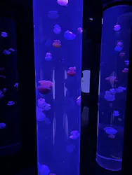 サンシャイン水族館に投稿された画像(2026/3/21)