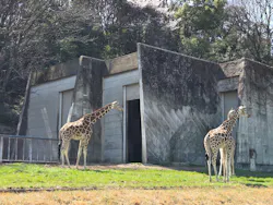 名古屋市東山動植物園に投稿された画像(2026/3/21)