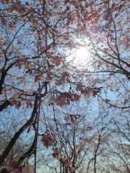 名古屋市東山動植物園に投稿された画像(2026/3/21)