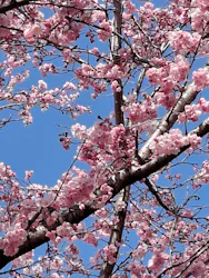 名古屋市東山動植物園に投稿された画像(2026/3/21)