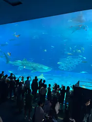 沖縄美ら海水族館に投稿された画像(2026/3/22)