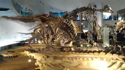 福井県立恐竜博物館に投稿された画像(2026/3/22)