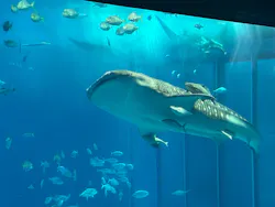 沖縄美ら海水族館に投稿された画像(2026/3/22)