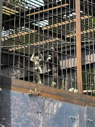 恩賜上野動物園に投稿された画像(2026/3/22)